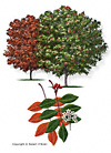 Evergreen Sumac