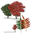 Flameleaf Sumac